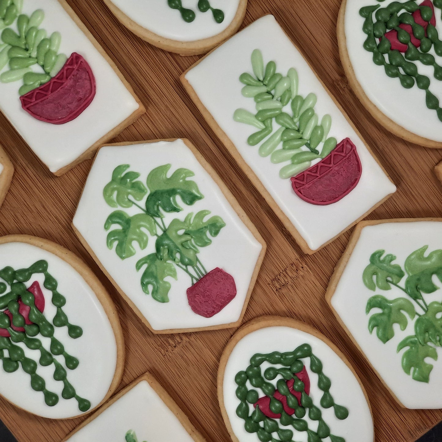Houseplant Cookies - Burgandy Pots